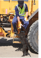 Man sitting on a machine patting a black dog