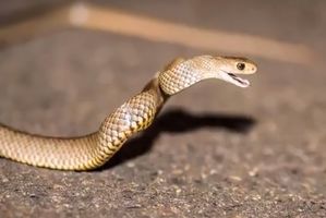 Snakeprotex Protective Gaiters